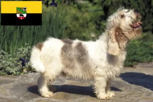 Read more about the article Petit Basset Griffon Vendéen crescători și căței în Saxonia-Anhalt