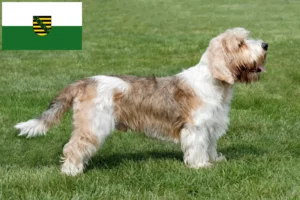 Read more about the article Petit Basset Griffon Vendéen crescători și căței în Saxonia