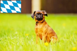 Read more about the article Petit Brabançon crescători și căței în Bavaria
