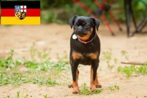 Read more about the article Petit Brabançon crescători și căței în Saarland