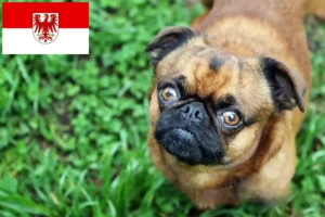 Read more about the article Crescători de Petit Brabançon și căței în Brandenburg