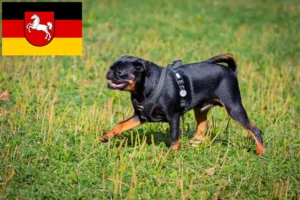 Read more about the article Crescători de Petit Brabançon și căței în Saxonia Inferioară