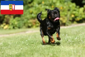 Read more about the article Crescători de Petit Brabançon și căței în Schleswig-Holstein
