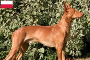 Read more about the article Crescători de câini Pharaoh și căței în Polonia