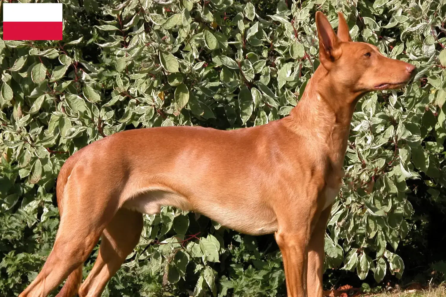 Pharaoh Hound căței și crescători Polonia Găsiți crescători de câini Pharaoh în Polonia.