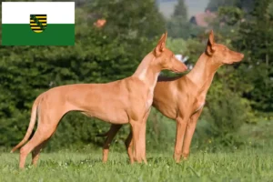Read more about the article Pharaoh crescători de câini și căței în Saxonia