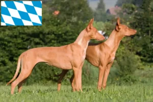 Read more about the article Pharaoh crescători de câini și căței în Bavaria