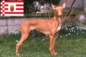 Read more about the article Pharaoh câine crescător și căței în Bremen