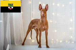 Read more about the article Pharaoh crescători de câini și căței în Saxonia-Anhalt