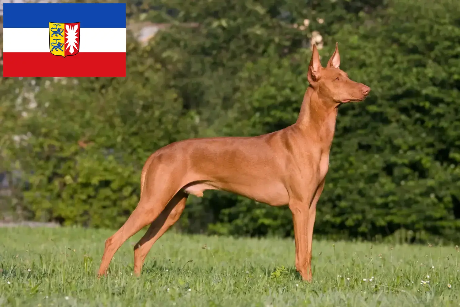 Read more about the article Pharaoh crescători de câini și căței în Schleswig-Holstein