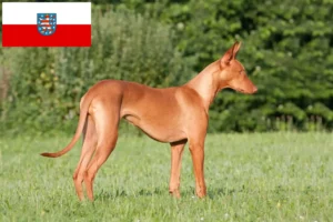 Read more about the article Pharaoh crescători de câini și căței în Thuringia