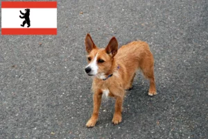 Read more about the article Podenco crescători și căței în Berlin