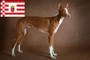 Read more about the article Podenco crescători și căței în Bremen