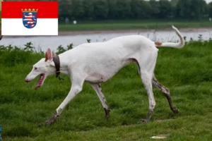 Read more about the article Podenco crescători și căței în Hessen