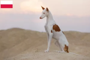 Read more about the article Podenco crescători și căței în Polonia