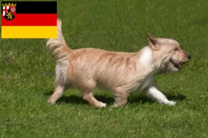 Read more about the article Podenco crescători și căței în Renania-Palatinat