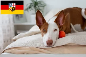 Read more about the article Podenco crescători și căței în Saarland