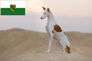 Read more about the article Podenco crescători și căței în Saxonia