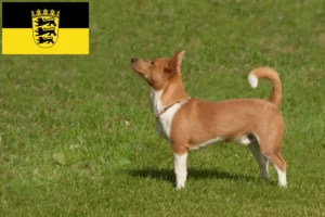 Read more about the article Podenco crescători și căței în Baden-Württemberg