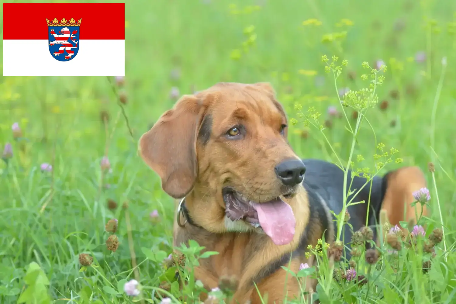 Read more about the article Crescători de Bracke polonez și căței în Hessen