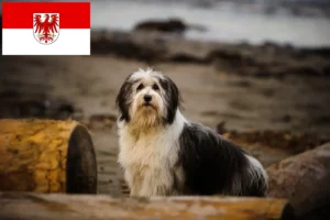 Read more about the article PON crescători și căței în Brandenburg