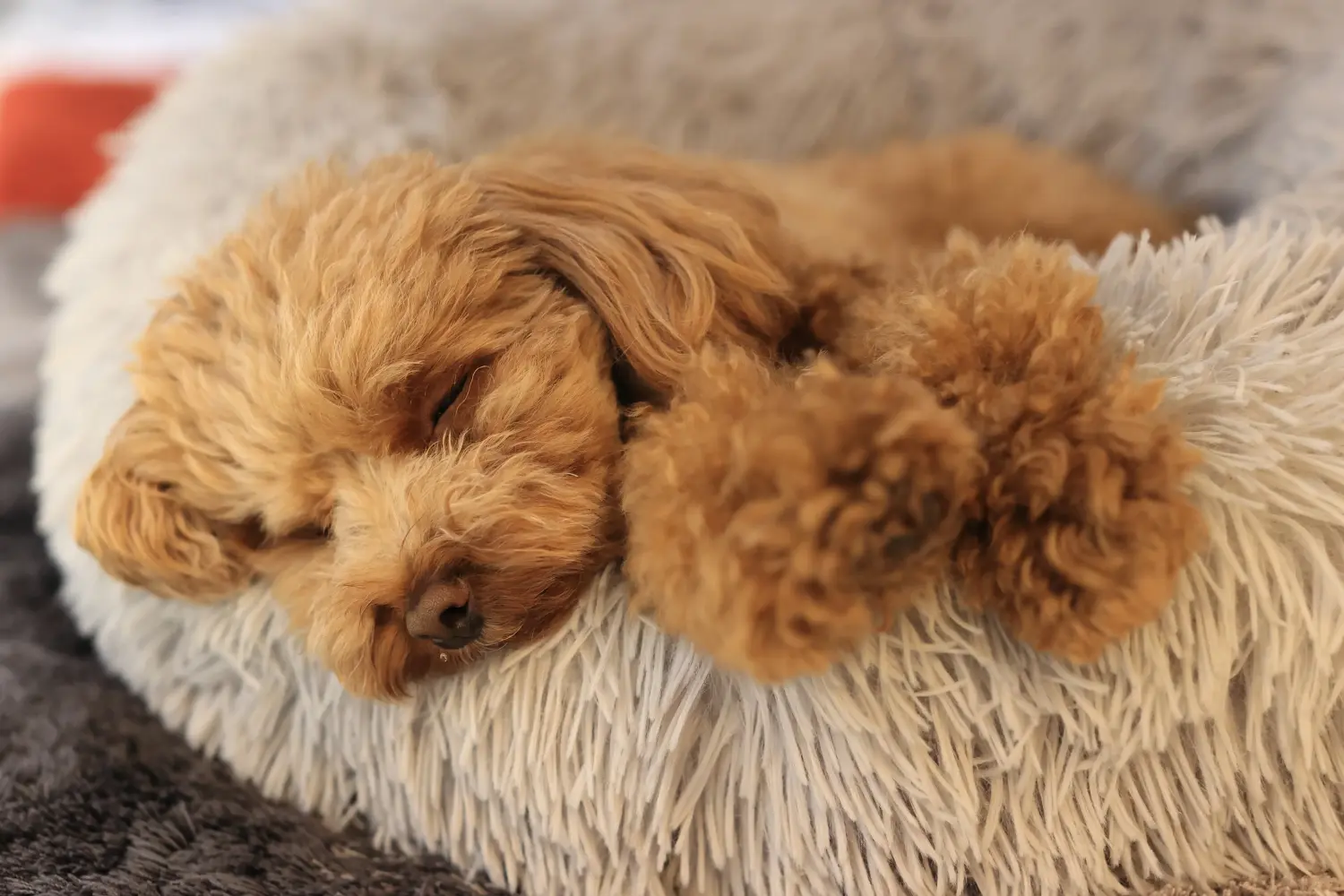 Cumpărarea unui cățeluș pudel înseamnă asumarea responsabilității! Cumpărați cățeluși pudel.