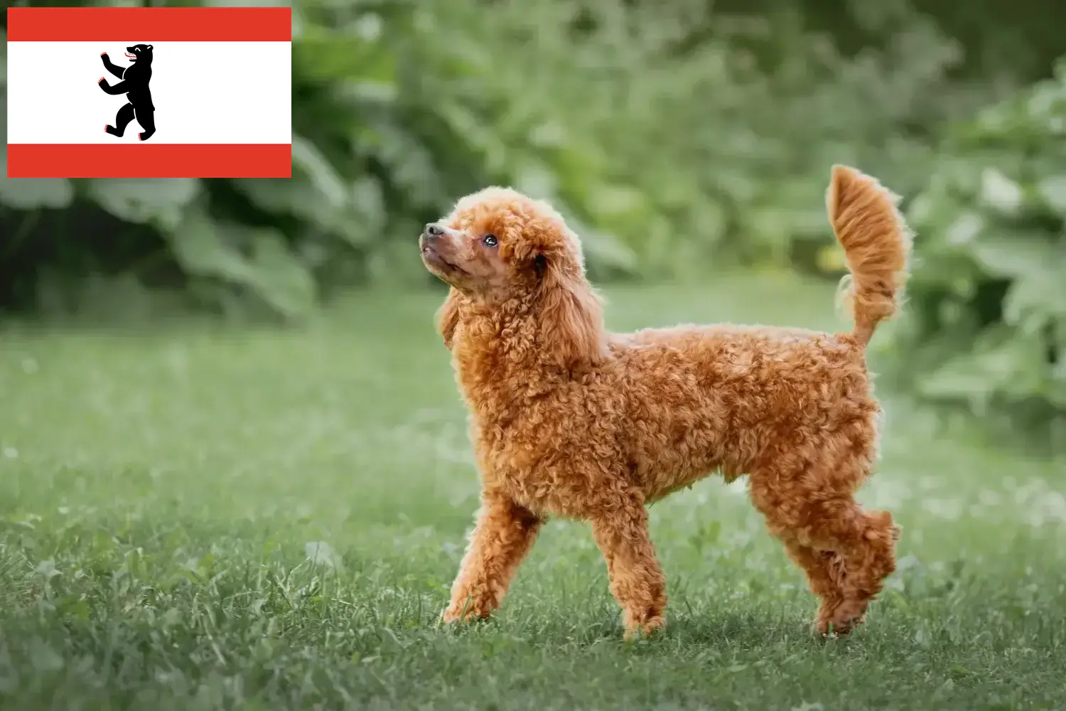 Read more about the article Crescători de pudeli și căței în Berlin