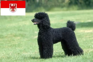 Read more about the article Crescători de pudeli și căței în Brandenburg
