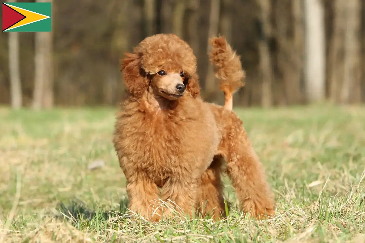 Read more about the article Poodle crescători și căței în Guyana
