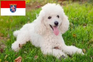 Read more about the article Crescători de pudeli și căței în Hessen