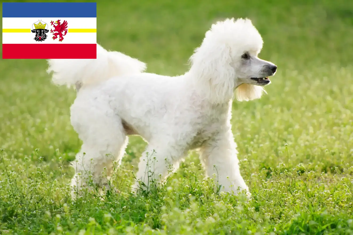 Read more about the article Crescători de pudeli și căței în Mecklenburg-Vorpommern