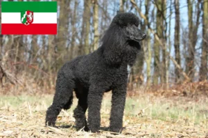 Read more about the article Crescători de pudeli și căței în Renania de Nord-Westfalia