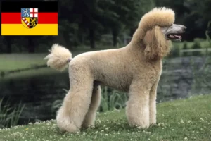 Read more about the article Crescători de pudeli și căței în Saarland