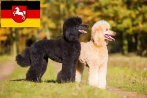 Read more about the article Crescători de pudeli și căței în Saxonia Inferioară