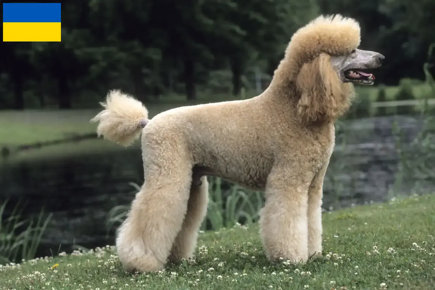 Read more about the article Poodle crescători și căței în Ucraina