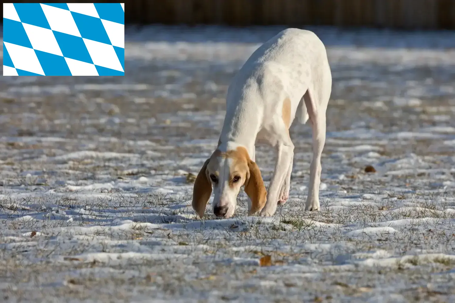 Porcelaine căței și crescători Bavaria Aici puteți găsi crescători de Porcelaine în Bavaria.