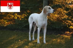 Read more about the article Porcelaine crescători și căței în Brandenburg