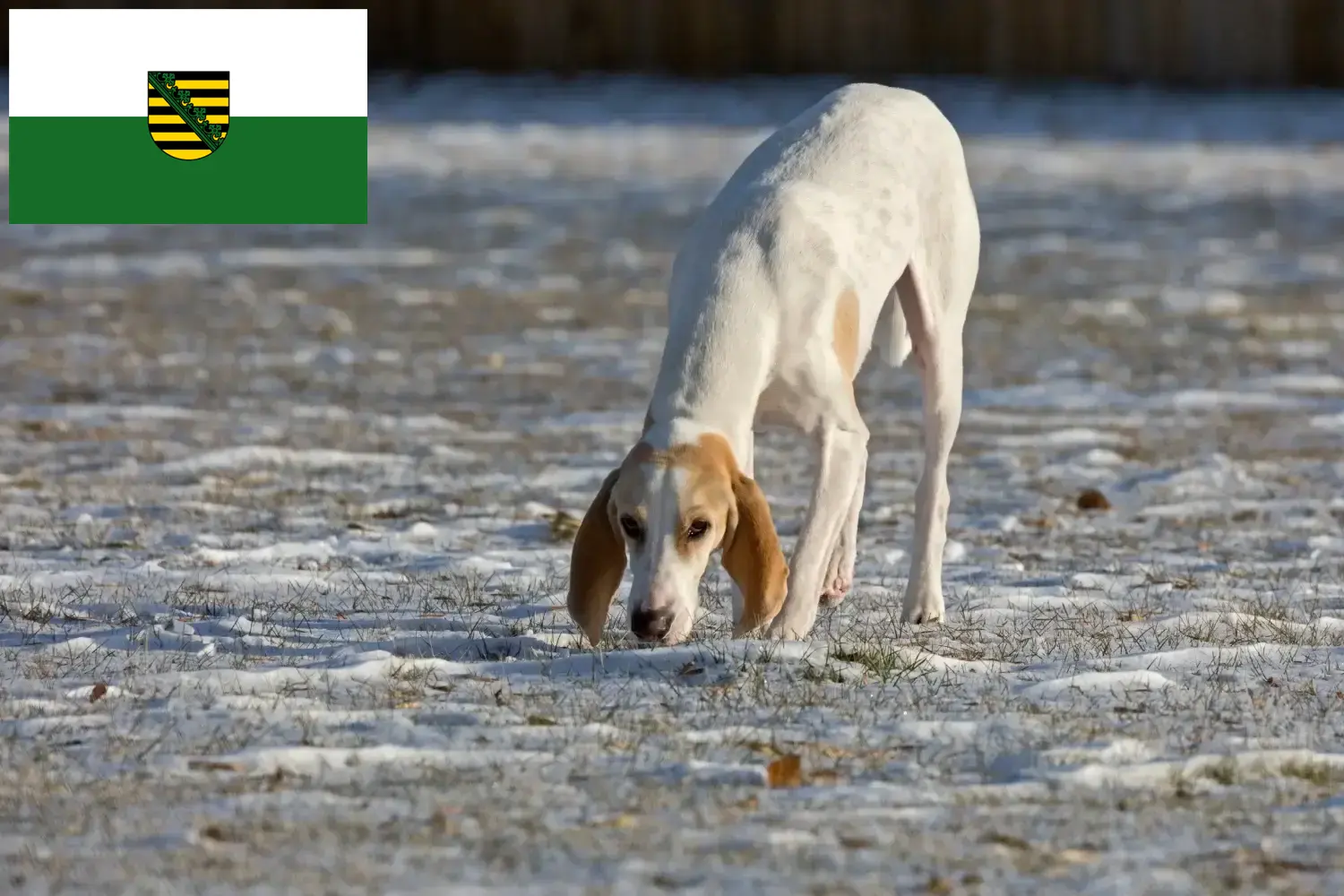 Porcelaine căței și crescători Saxonia Aici puteți găsi crescători de Porcelaine din Saxonia.