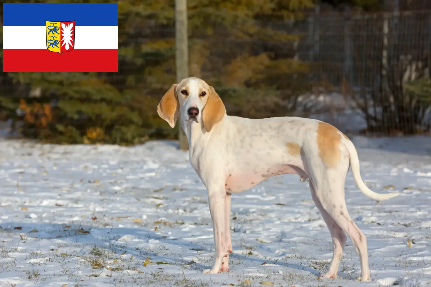Read more about the article Porcelaine crescători și căței în Schleswig-Holstein