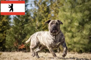 Read more about the article Presa Canario crescători și căței în Berlin