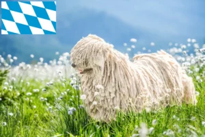 Read more about the article Puli crescători și căței în Bavaria