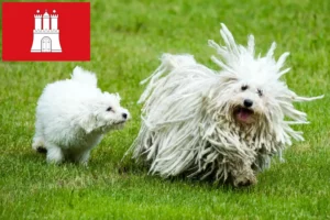Read more about the article Puli crescători și căței în Hamburg