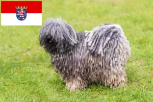 Read more about the article Puli crescători și căței în Hessen
