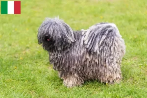 Read more about the article Puli crescători și căței în Italia