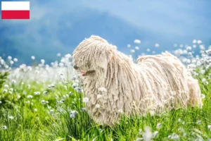 Read more about the article Puli crescători și căței în Polonia