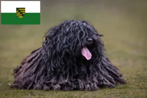 Read more about the article Puli crescători și căței în Saxonia