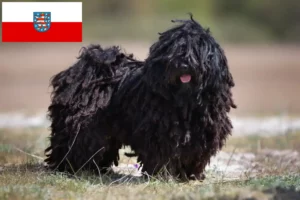 Read more about the article Puli crescători și căței în Thuringia