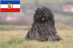 Read more about the article Puli crescători și căței în Schleswig-Holstein