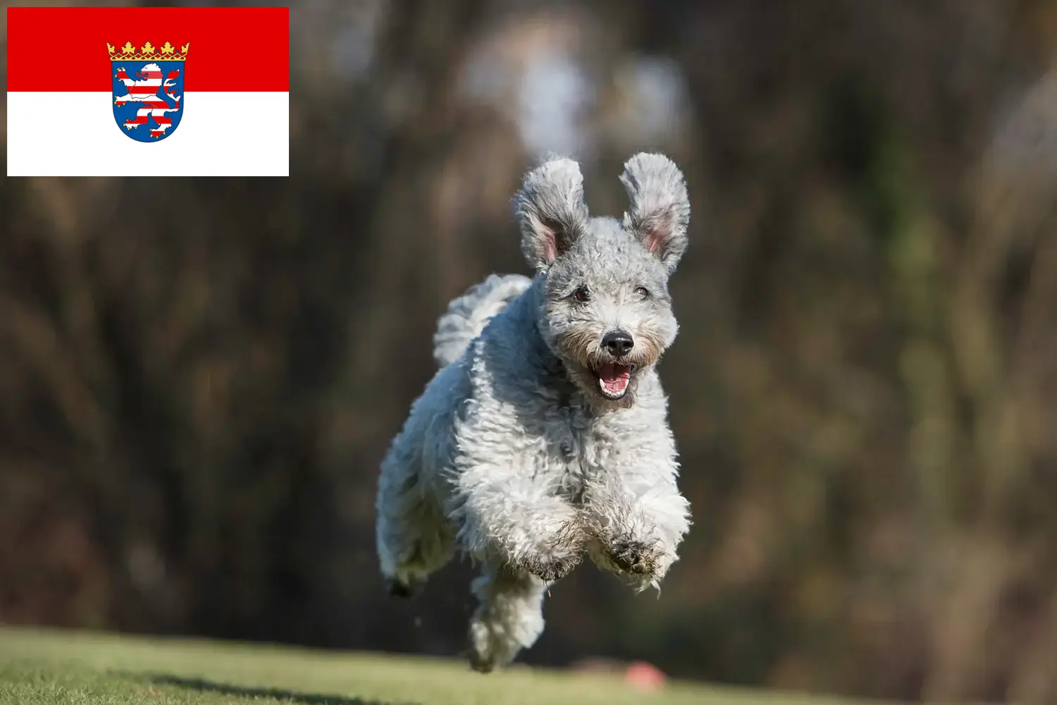 Pumi căței și crescător Hessen Aici puteți găsi crescători de Pumis în Hessen.
