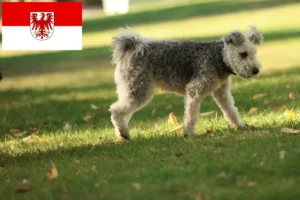 Read more about the article Pumi crescători și căței în Brandenburg